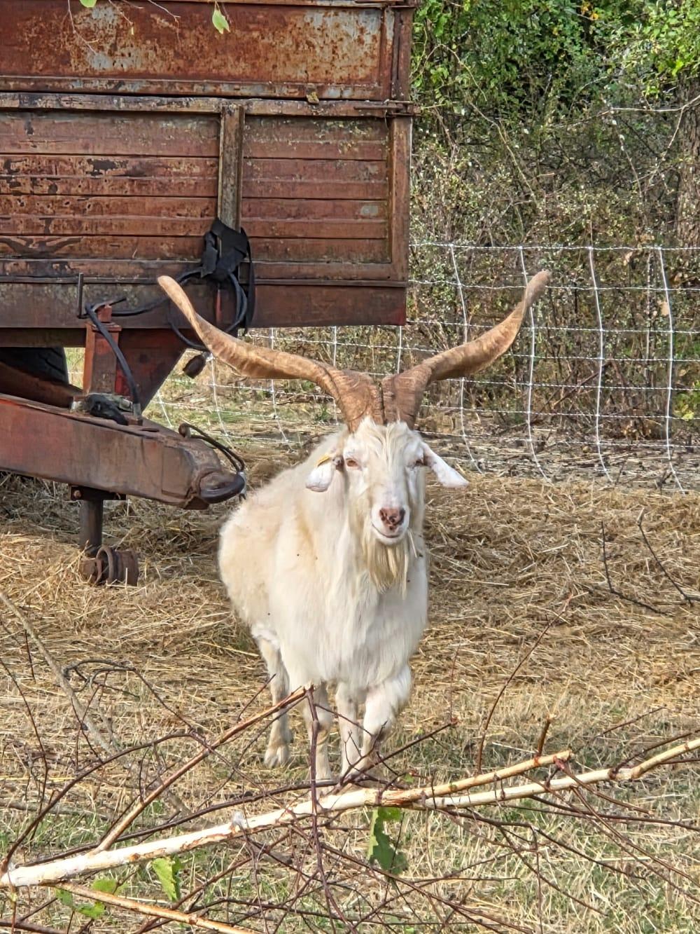 Bouc de la chèvrerie Cachemire de Touraine