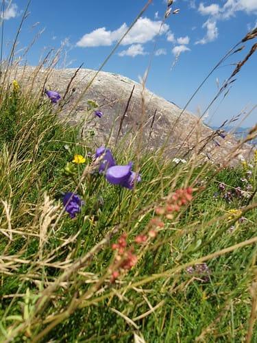 Fleurs sauvages violettes, jaunes et rouges poussant devant un rocher sous le ciel bleu.